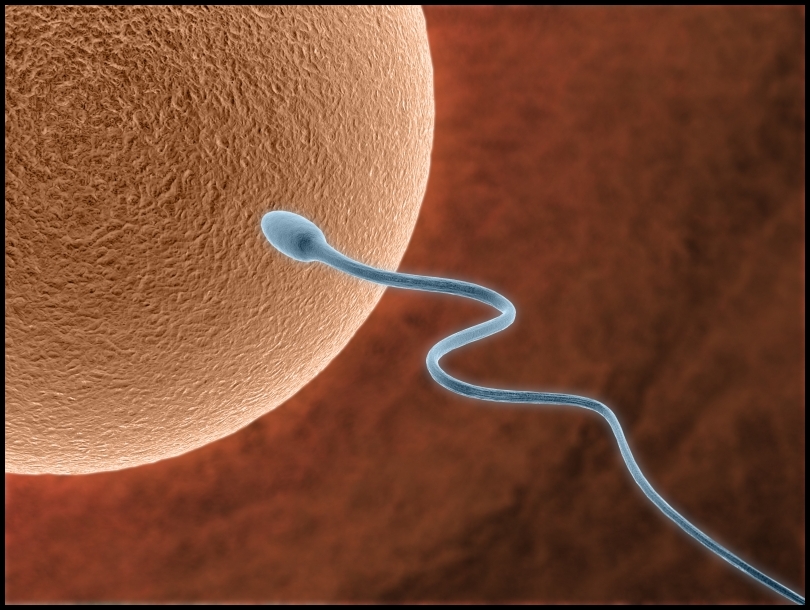 Fertilisation